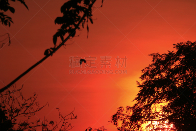 白鹭,印度尼西亚,苍鹭,非凡的,生物学,野生动物,鹭科,自然美,动物,生物学家