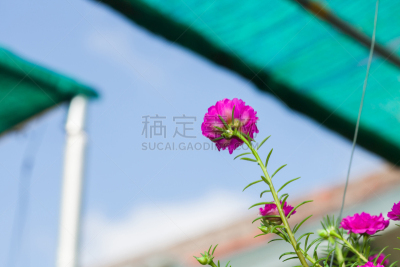 大花马齿苋,花坛,木樨科,自然,美,水平画幅,小的,无人,夏天,户外