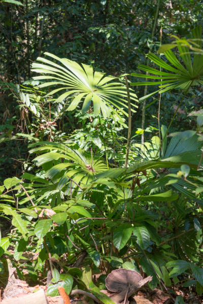 婆罗洲岛,雨林,尤脑香科树,古晋,砂劳越州,重新造林,垂直画幅,枝繁叶茂,树梢,沼泽