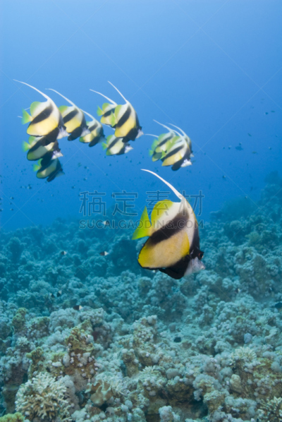 红海旗鱼,小的,群,前景聚焦,旗鱼,红海,垂直画幅,留白,野生动物,无人