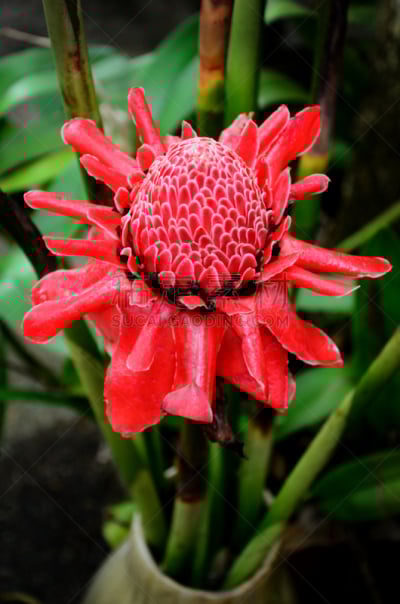 手电筒,园林,垂直画幅,公园,无人,户外,仅一朵花,植物,热带气候,植物学