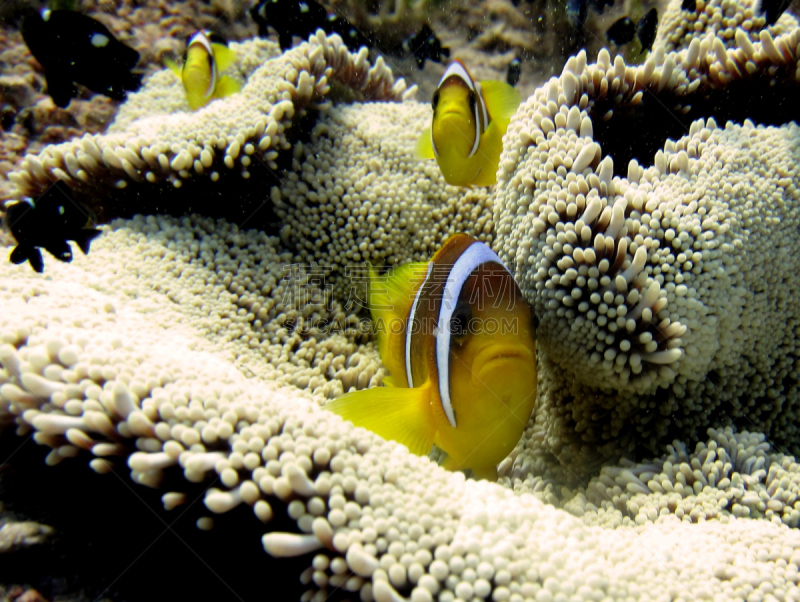 海葵,三只动物,濒危物种,海洋生命,海草,埃及,礁石,共生关系,外来物种,水下
