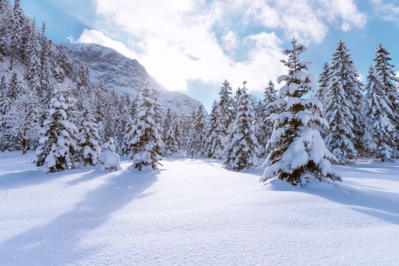 雪,地形,有包装的,冻结的,杉树,天空,水平画幅,山,无人