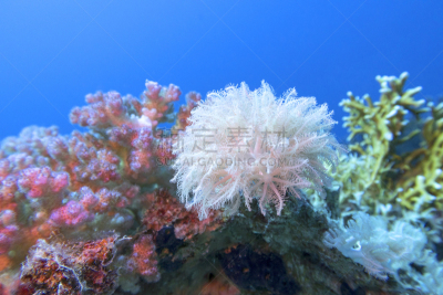 珊瑚虫,水下,白色,礁石,海洋,地形,鸡尾酒,在底端,色彩鲜艳,热带气候