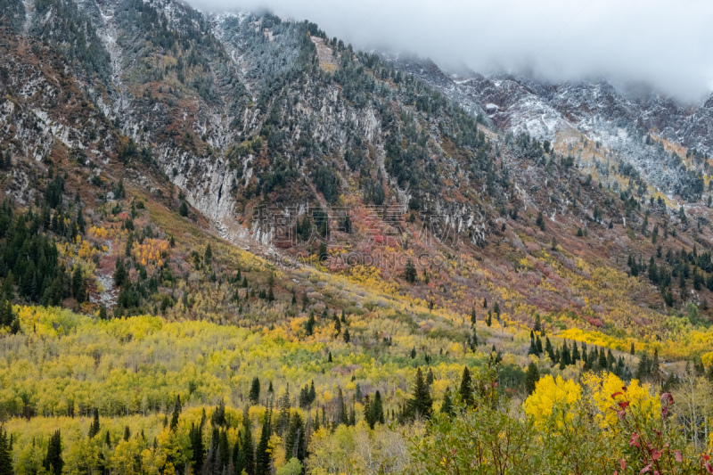 犹他,秋天,风景,雪山,雪,美国西部,松树,自然荒野区,户外,山脉