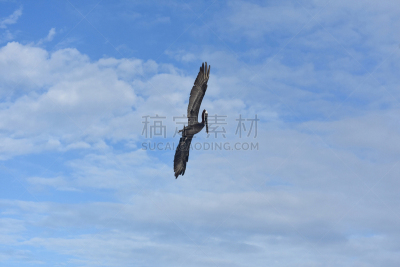 鹈鹕,加勒比海地区,自然,大鸟笼,阿鲁巴,野生动物,热带气候,图像,哺乳纲,巨大的