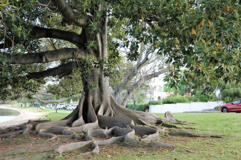 西澳大利亚,根部,moreton bay fig,巨大的,天鹅河,珀斯,公园,水平画幅,银行,地形