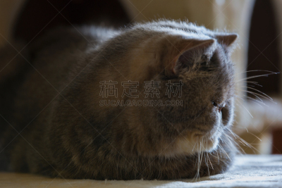 猫,灰色,水平画幅,家畜,侧面像,小睡,小胡子,房屋,哺乳纲,波斯猫