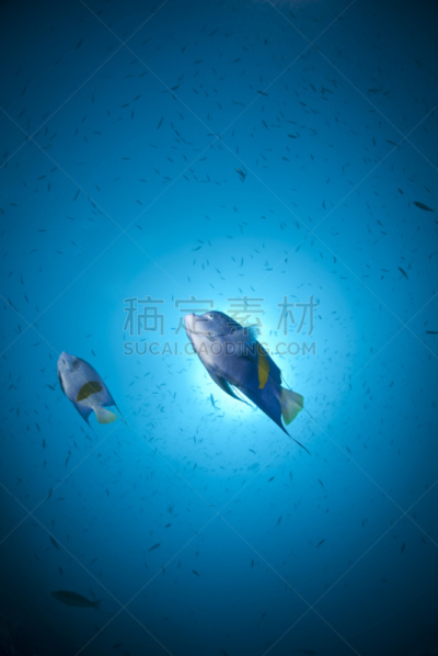 埃及,红海,中东人,两只动物,神仙鱼,垂直画幅,留白,无人,水下,野外动物