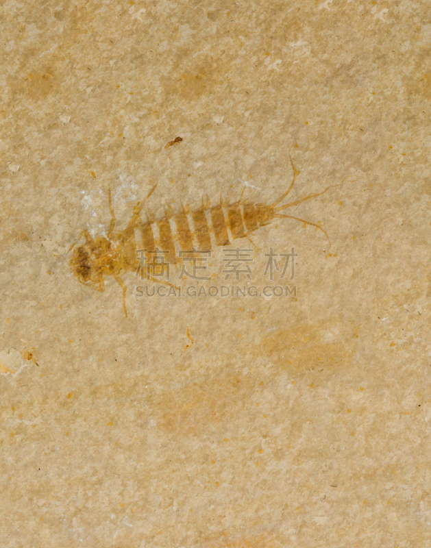 白垩系,化石,昆虫,古典式,蜉蝣,辽宁省,古生物学,垂直画幅,沙子,无人