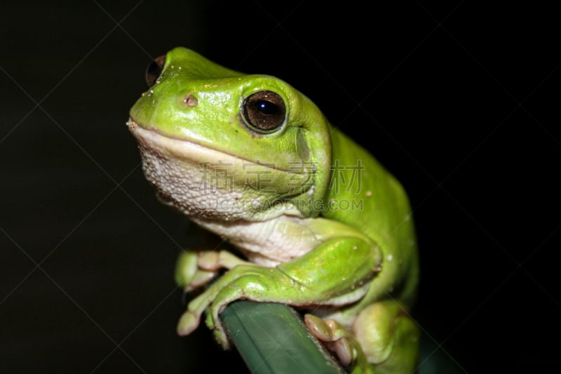 绿树蛙,嗄嗄声,hylidae,度假胜地,水平画幅,夜晚,澳大拉西亚,动物身体部位,野外动物,特写