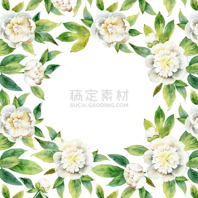 白色,牡丹,植物学,花纹,水彩颜料,水彩画颜料,绘画插图,留白,边框