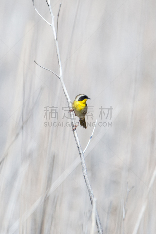 黄喉地莺,垂直画幅,无人,黄色,动物,鸟类,野外动物,沼泽,湿地,摄影