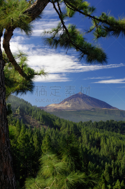 皮可德泰德山,山,拉奥罗塔瓦,萨尔瓦多泰德国家公园,自然,垂直画幅,松树,绿色,地形,无人