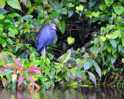 托尔图格诺,小蓝苍鹭,哥斯达黎加,tortuguero national park,里蒙省,野生动物,水平画幅,无人,蓝色,鸟类