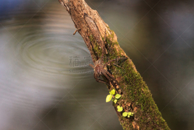 蜘蛛,螺旋沼泽避难所,野生动物,美国,水平画幅,无人,纳布勒斯,蜘蛛纲,沼泽,佛罗里达