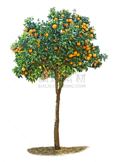 白色背景,桔树,垂直画幅,天空,无人,维生素,夏天,户外,草,农作物