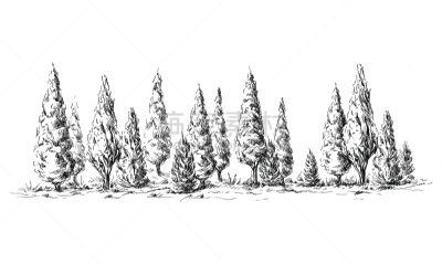 柏树,森林,全景,椰子林,红杉,雪松,墨水和刷子,雕刻术,雕刻图像,树