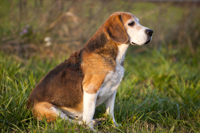 比格犬,草,纯种犬,草地,草坪,切斯球场,猎狐犬,美,机敏,公园