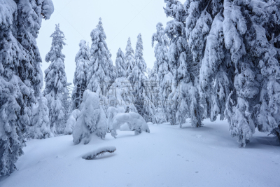 冬天,雪花,霜,雪,背景,纹理,森林,杉树,树,站