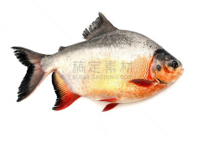 鲳森鱼,白色背景,分离着色,淡水鱼,水平画幅,无人,海产,海洋,银,动物