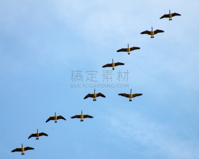加拿大黑雁,在活动中,有序,云,动物群,动物,鸟类,户外,领导能力,阿西尼博因公园