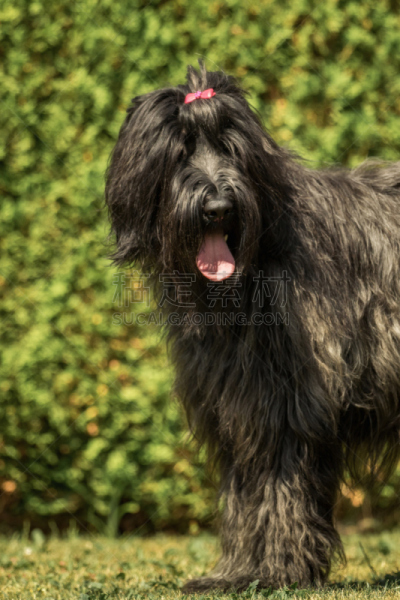 briard,家庭花园,自然美,黑色,垂直画幅,美,舌头,巨大的,夏天,户外