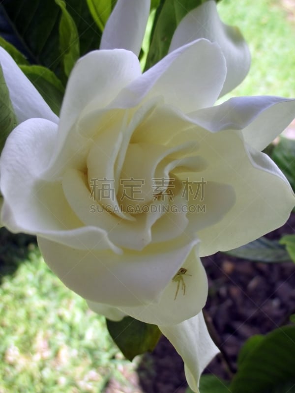 Hermosas flores de Jazmín muy perfumado, mariquitas, arañitas, caminado sobre ellos en el jardín en primavera