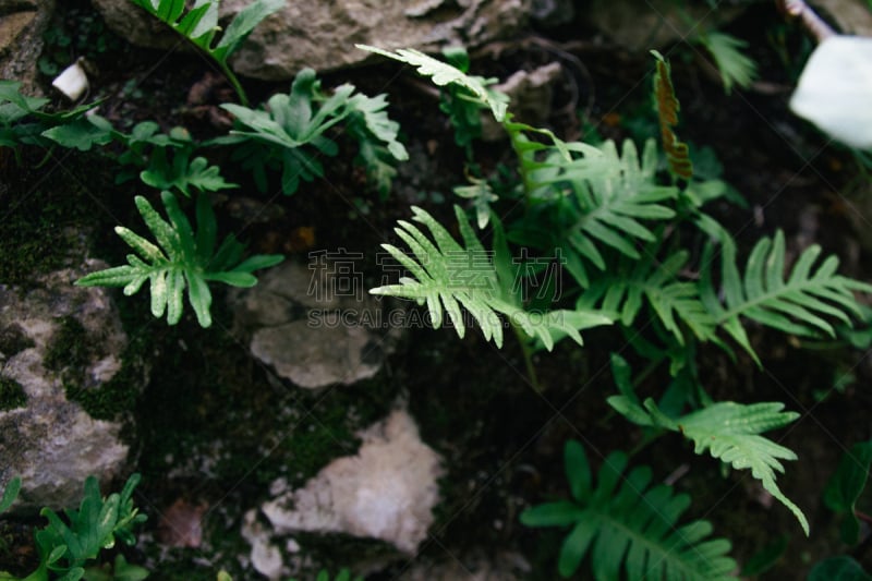 蕨类,岩面,欧洲蕨,附生植物,寄生的,复叶,毛石,地衣,草原,水平画幅