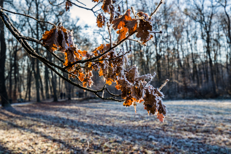 慕尼黑,古城,寒冷,建筑物门,雪,公园,巴洛克风格,著名景点,运河,户外