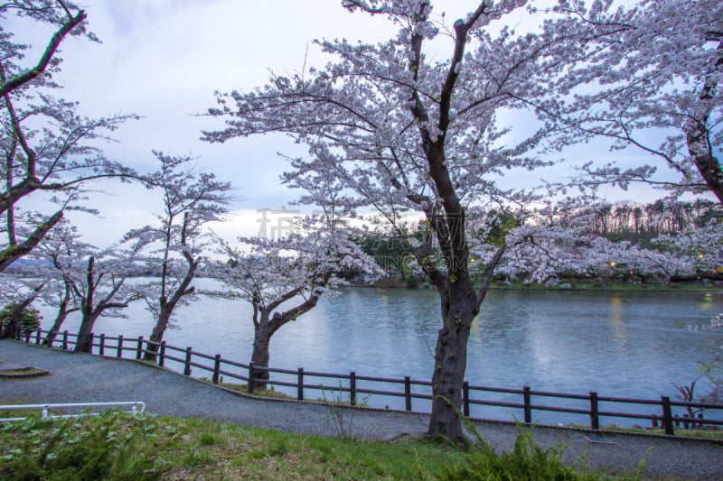 公园,池塘,春天,日本,岩手县,盛冈,高松,东北片区,选择对焦,樱桃