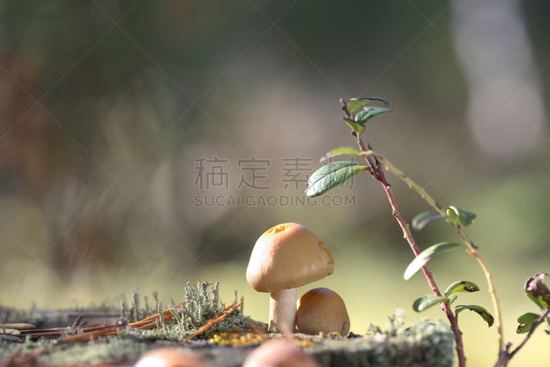 蘑菇,鸭舌帽,森林,圆形,丝膜菌,橙色伞菌,票根,褐色,水平画幅,苔藓