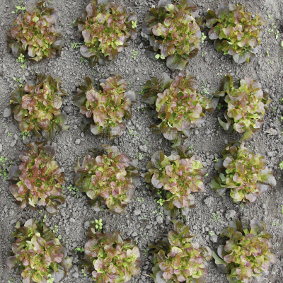 lollo rosso,清新,摄像机拍摄角度,青年人,植物群,菜园,高视角,温室,泥土,维生素