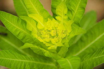 植物,绿色,森林,美,水平画幅,形状,尖的,社区菜园,荆棘,狐尾松