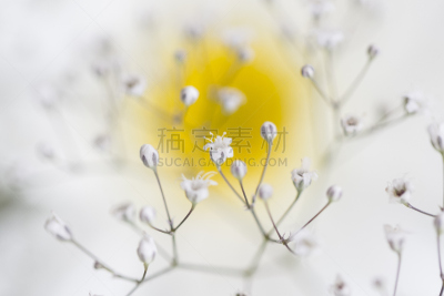 白色,甘菊,清新,简单,色彩鲜艳,自然美,春天,植物,白雪公主,2015年