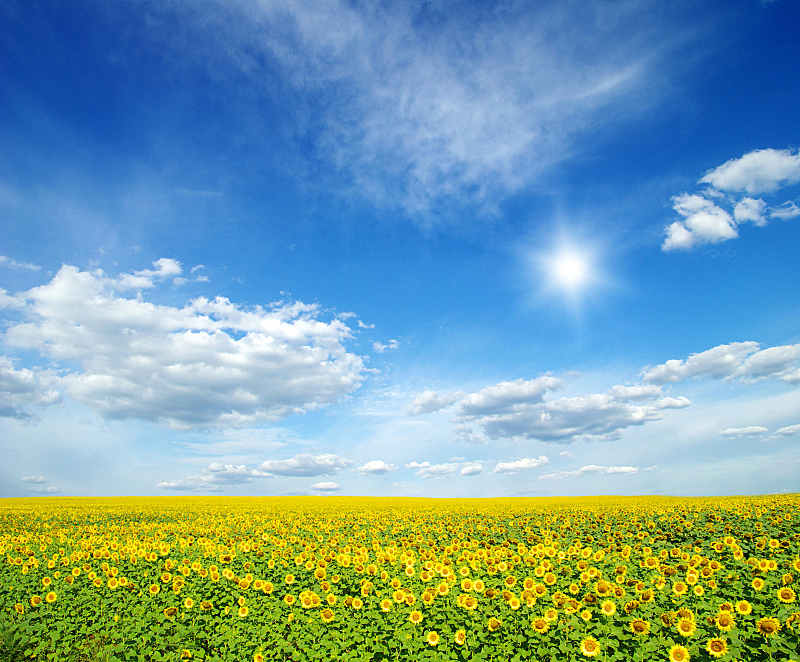 向日葵,田地,农业,植物,背景,夏天,户外,天空,晴朗,自然