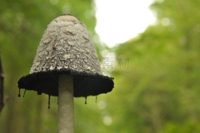 真菌,bialowieza forest,森林,动物躯干,波兰,青春期,食品,笔帽状蘑菇,证章,不健康食物