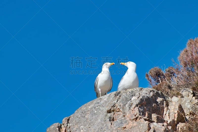 黑背海鸥,天空,水平画幅,鸟类,动物身体部位,尖利,野外动物,特写,白色,海浪