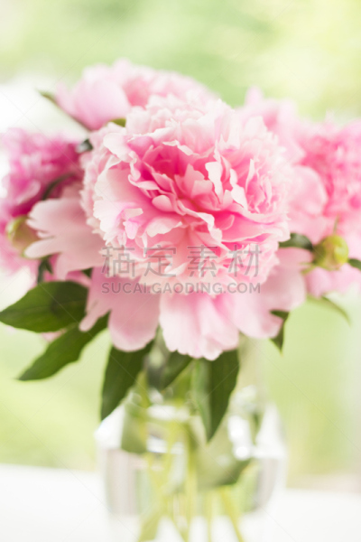 牡丹,花瓶,粉色,pink princess peony,垂直画幅,水,桌子,绿色,无人,夏天