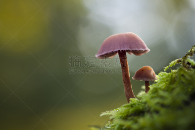 蘑菇,森林,水平画幅,秋天,无人,有毒生物体,苔藓,真菌学,孚日省,户外