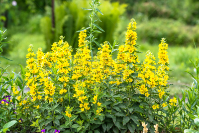 珍珠菜,夏天,黄色,自然美,园林,gold lysimachia,自然,水平画幅,绿色,无人