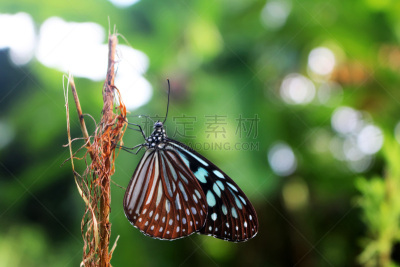 蝴蝶,自然,背景,自然美,美,水平画幅,野外动物,夏天,草,特写