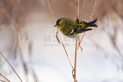 林间空地,背景,刀刃草,松金雀,干的,野生动物,霜,雪,北美歌雀,高清格式