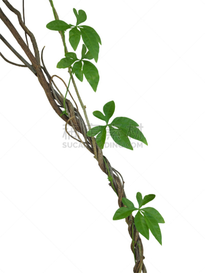 藤蔓植物,有蔓植物,热带雨林,野生植物,白色背景,剪贴路径,叶子,植物,分离着色,缠绕
