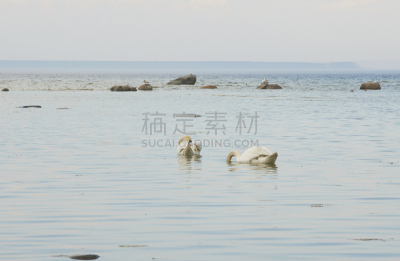 波罗的海,天鹅,海岸线,哈留省,四只动物,图像聚焦技术,选择对焦,水,宁静,水平画幅