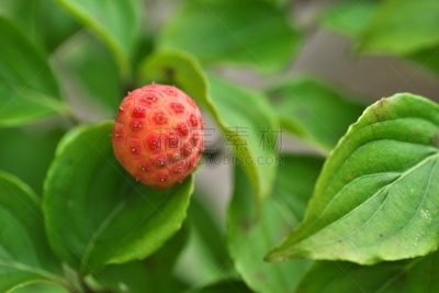 水果,山茱萸,水平画幅,绿色,无人,日本,夏天,茅崎,八月,红色