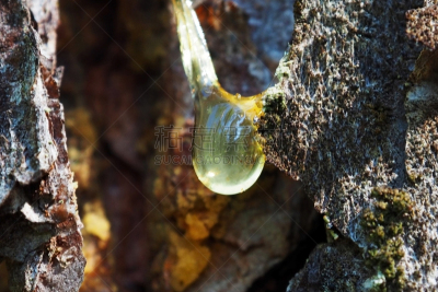 松树,树干,树皮,生物学,健康保健,药,漏泄,背景,夏天,纹理