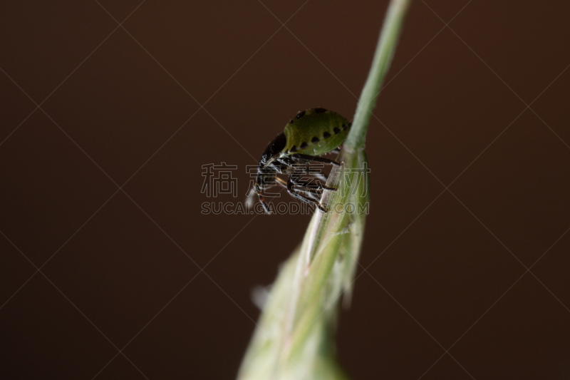 green shield bug,鹭管鱼,无脊椎动物,水平画幅,无人,户外,heteroptera,花坛,大特写,园林