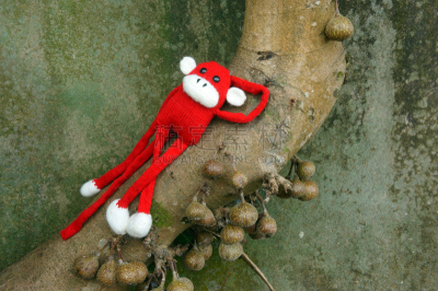 符号,2016,寂寞,羊毛,猴子,猴年,水平画幅,干的,非凡的,动物主题