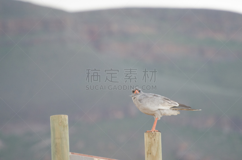 斗篷,南非,州,淡色歌鹰,西,野生动物,旅游目的地,水平画幅,无人,鸟类